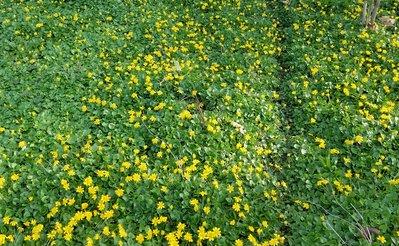 Lesser Celendine